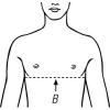B=Brustumfang unter der Brust gemessen